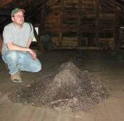 Large pile of bat guano 