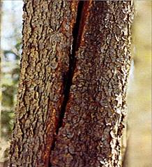 Dangerous Crack in tree 