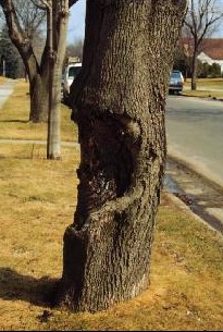 Canker in tree 